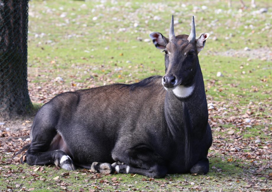 nilgai-antelope-texas-hill-country