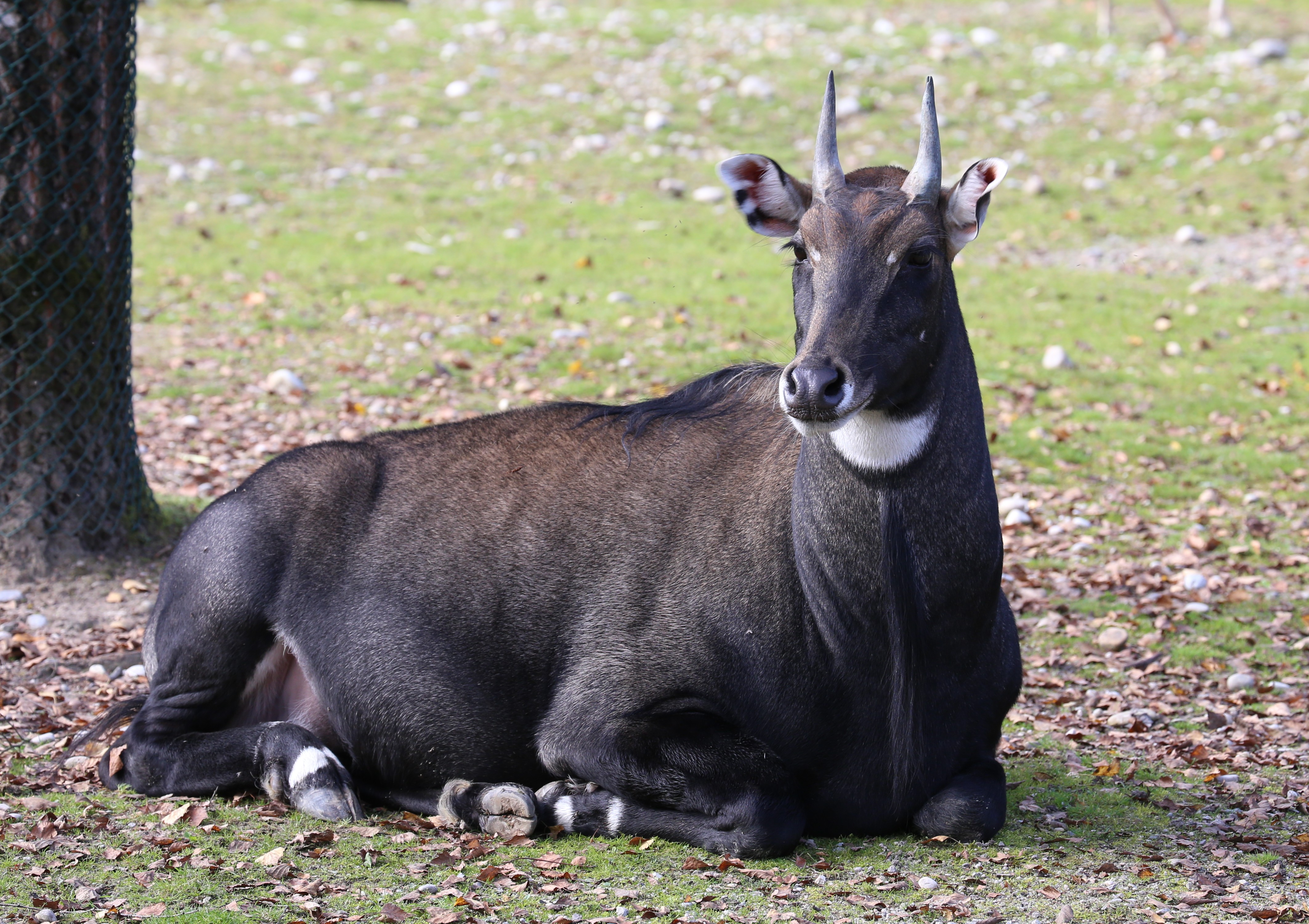 Discover the Facts About Exotic Animals Living in Texas