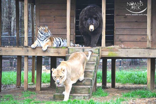 Facebook/Noah's Ark Animal Sanctuary