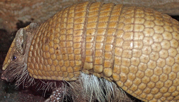Only three banded armadillos can roll into balls