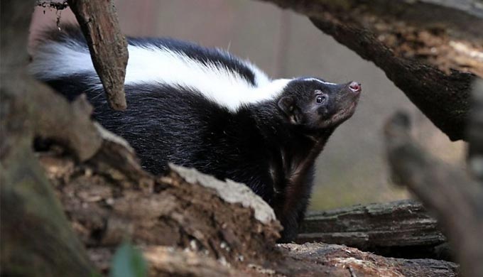 Ooooh, That Smell... Must Be Skunk Mating Season