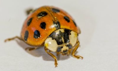 orange ladybugs