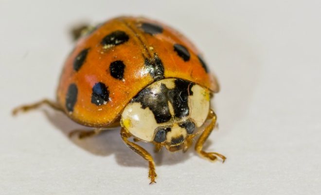 orange ladybug with black spots