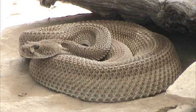 Rare Diamondback Among 60 Venomous Snakes Found in Texas Town