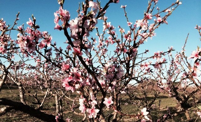 Peach Blossoms Three months earlier