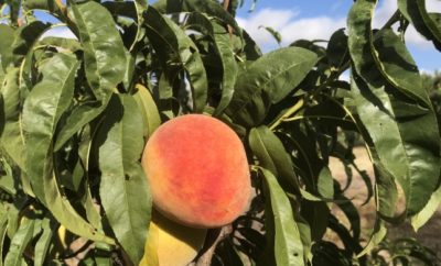 Peachy Perfect! Hill Country Peaches are Ripe for Picking