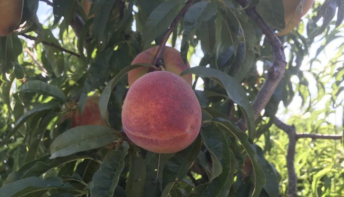 Peachy Perfect! Hill Country Peaches are Ripe for Picking