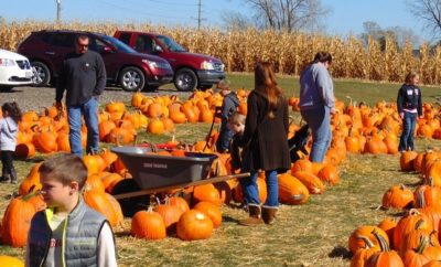Picking pumpkins at a patch