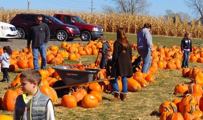 Picking pumpkins at a patch