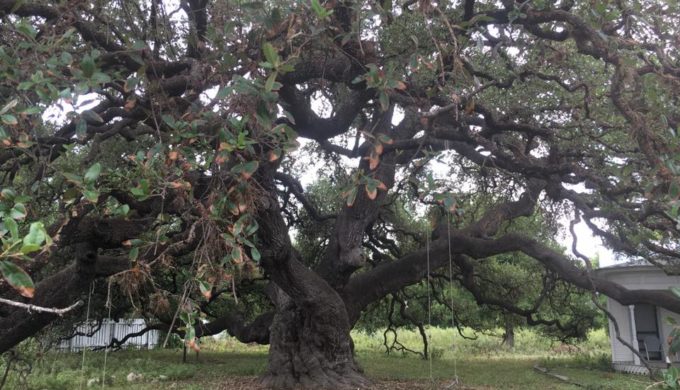 Rio Frio Oak 2 Rio Frio Oak 2