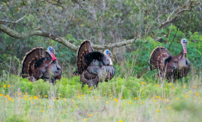 wild turkey conservation