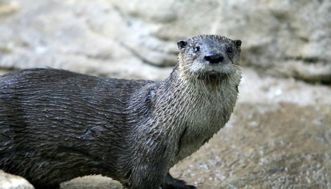 River Otter Texas