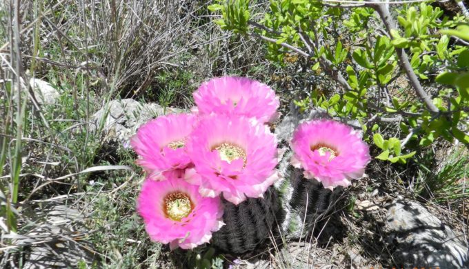 See a variety of native wildflowers at Devil's Sinkhole State Natural Area