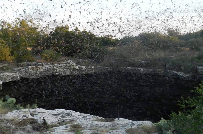 Bats taking flight out of Devil's Sinkhole