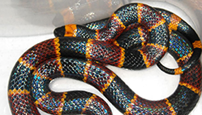 More Snakes Showing up in Austin Homes