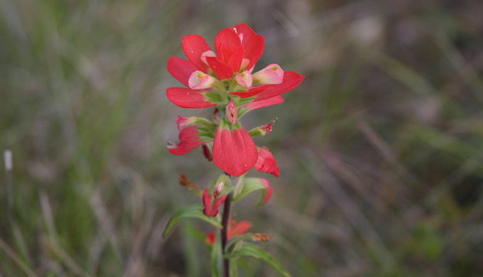 Sowing Wildflower Seeds Indian Paintbrush