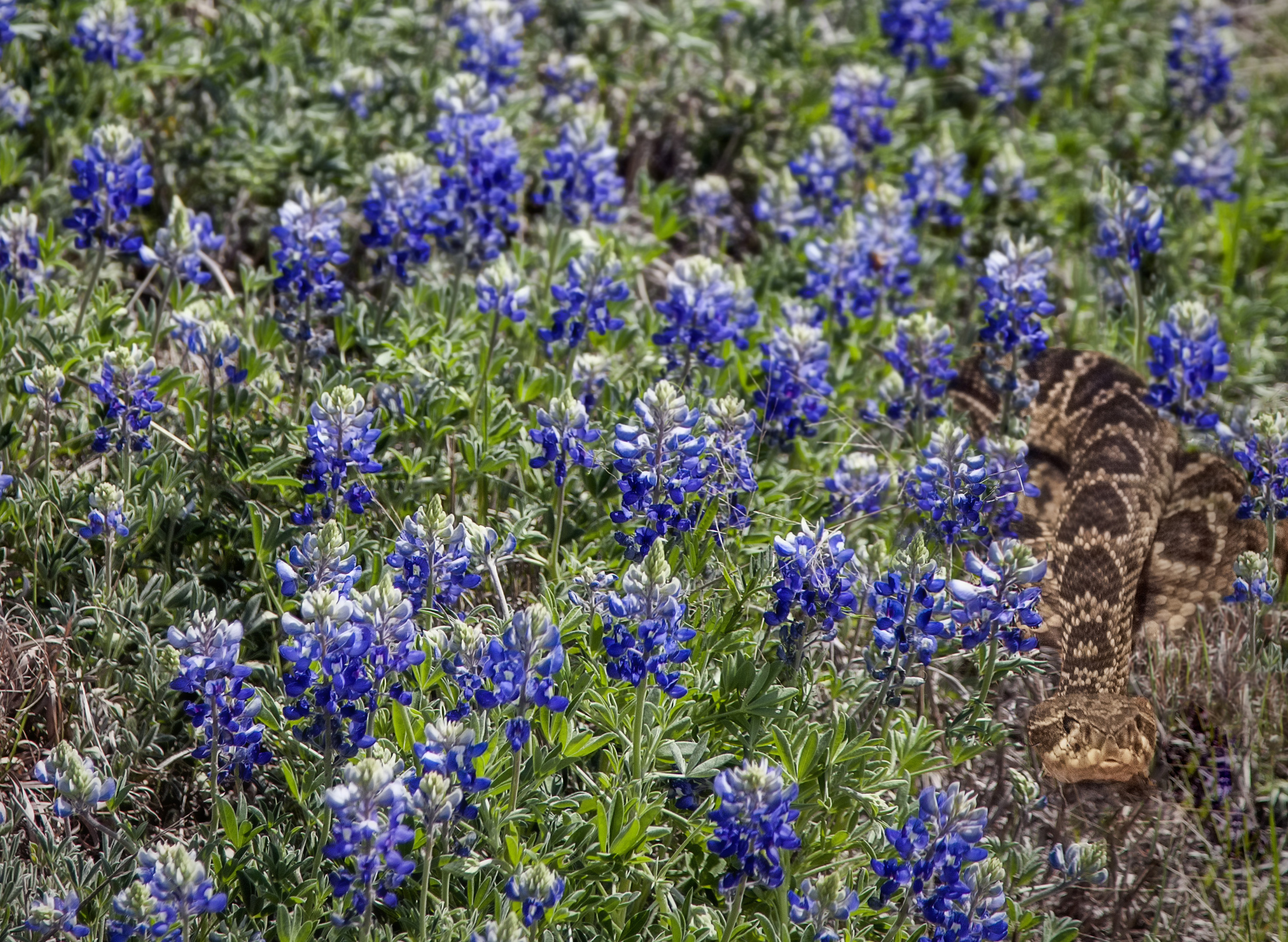 Going to Take Pictures in Bluebonnets? 'Use Caution,' Warn Experts