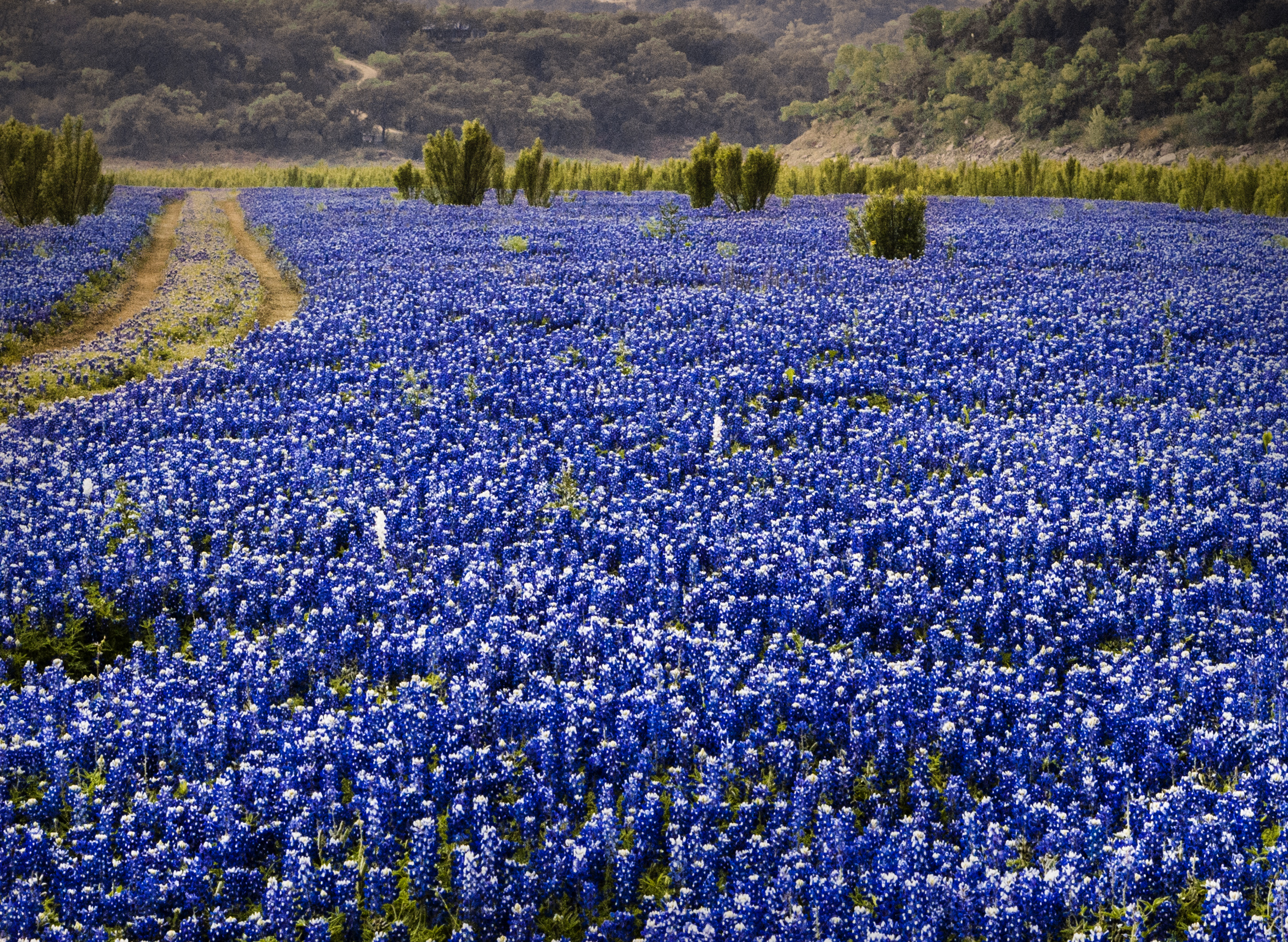 Lake Travis bluebonnet field - Texas Hill Country