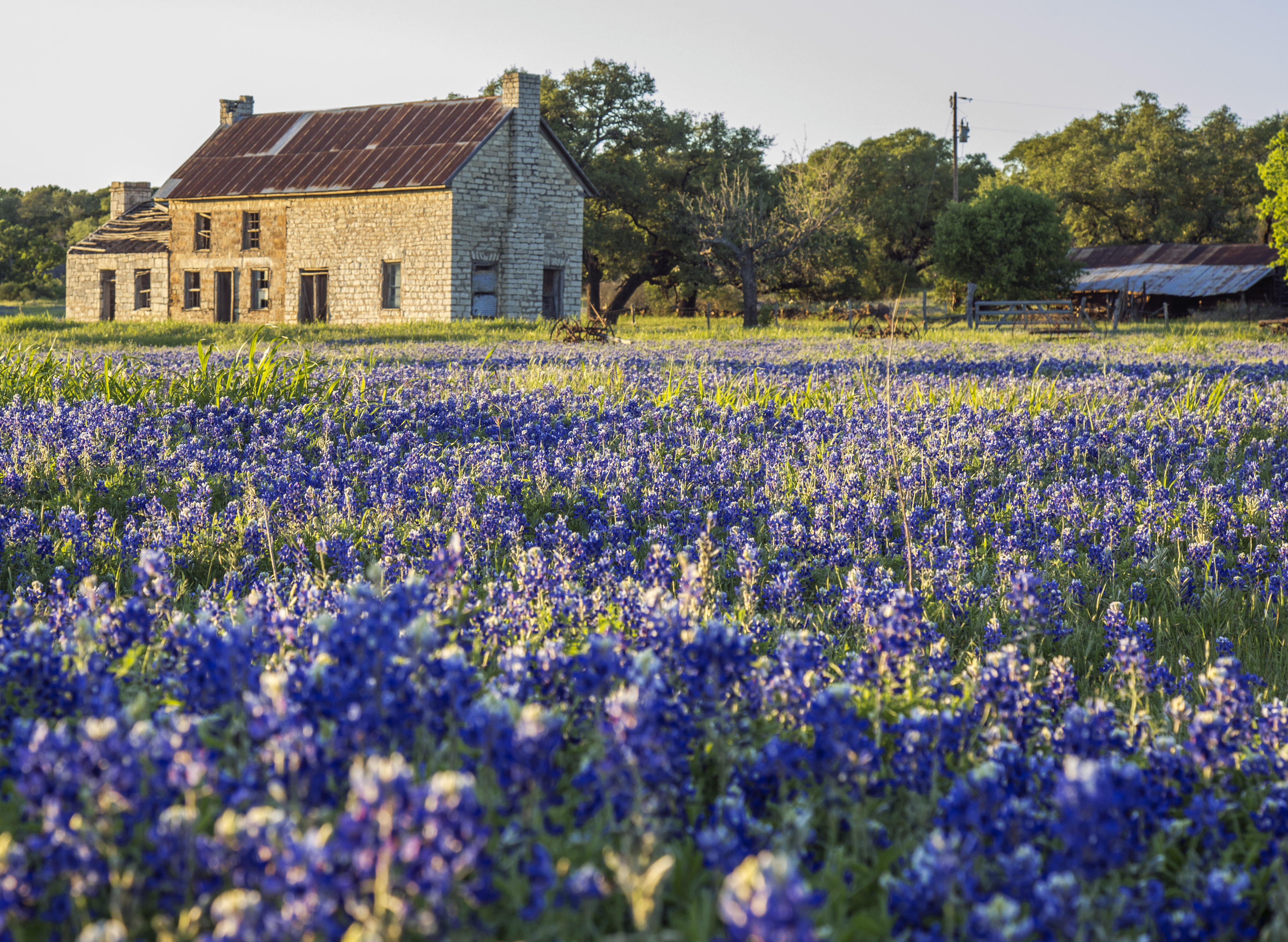 Bluebonnet Alert: Iconic Marble Falls Location Experiencing Best ...