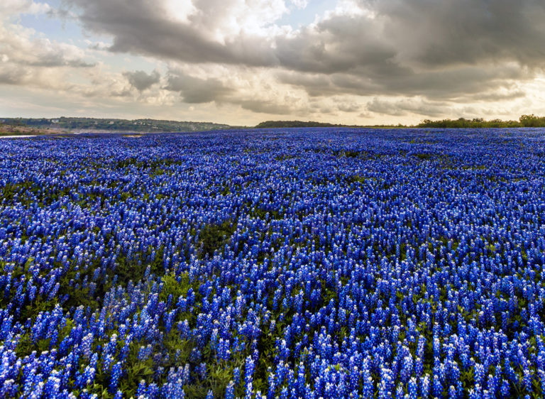 do-you-know-texas-has-5-state-flowers