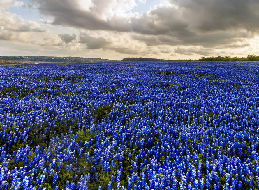 Bluebonnets at Muleshoe Bend in Spicewood, Texas.