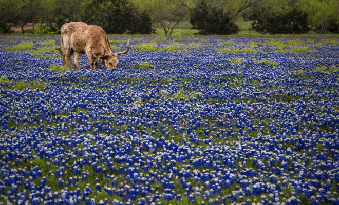 Do You Know Texas Has 5 State Flowers