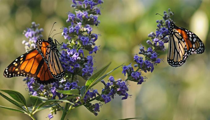 Texas Hill Country Monarch Migration