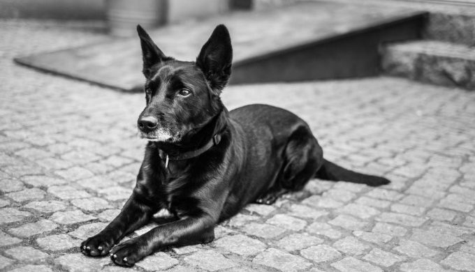 Dog on cobblestones