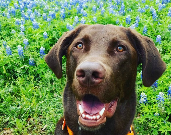 10 Dog Friendly Destinations in the Texas Hill Country