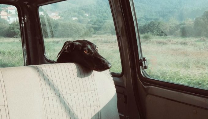 Dog in van