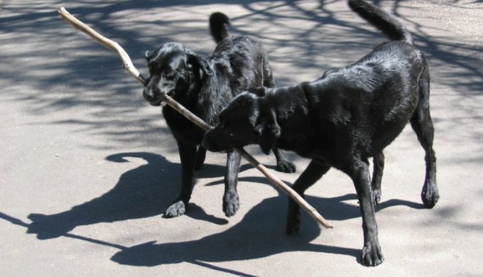 Tug of war with two dogs