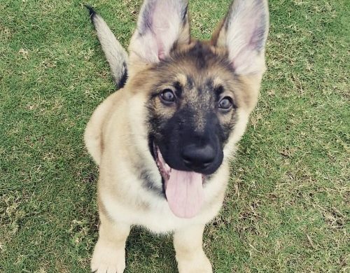 German shepherd puppy looking up