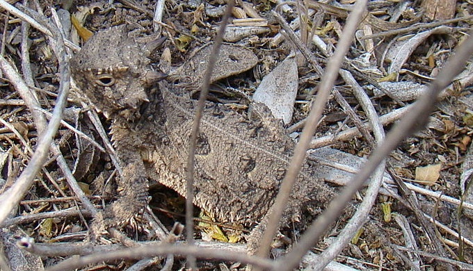 Texas Horned Lizard Making a Comeback From the Brink