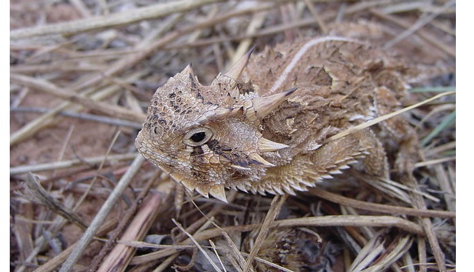 Texas Horned Lizard Making a Comeback From the Brink