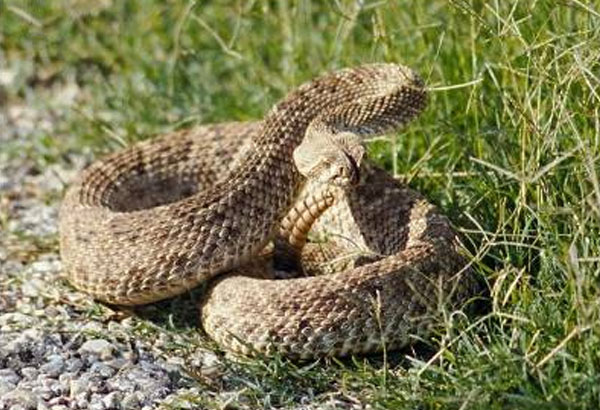 3. This venomous snake has a total of at least 10 subspecies in Texas, only three of the subspecies are known to act aggressively towards humans. With a range of colors and subspecies this snake is better identified by the “warning” signal produced by shaking the muscles at the end of its tail.