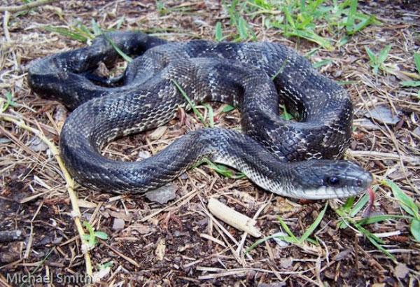 Can You Identify All Of These Texas Snakes? [QUIZ]