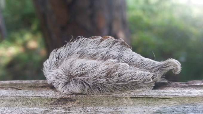 The Texas Asp: Do Not Pet This Cuddly-Looking, Fuzzy Caterpillar
