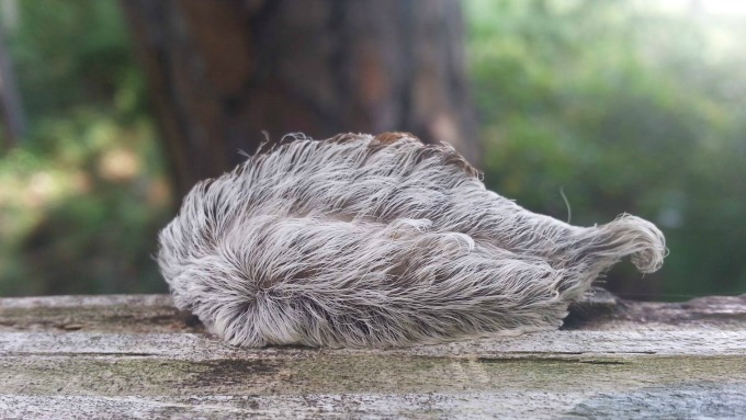 The Texas Asp Do Not Pet This Cuddly Looking Fuzzy Caterpillar