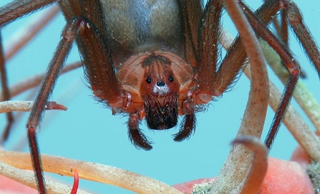 Venomous Texas Spiders: Which Two Species to Look Out For