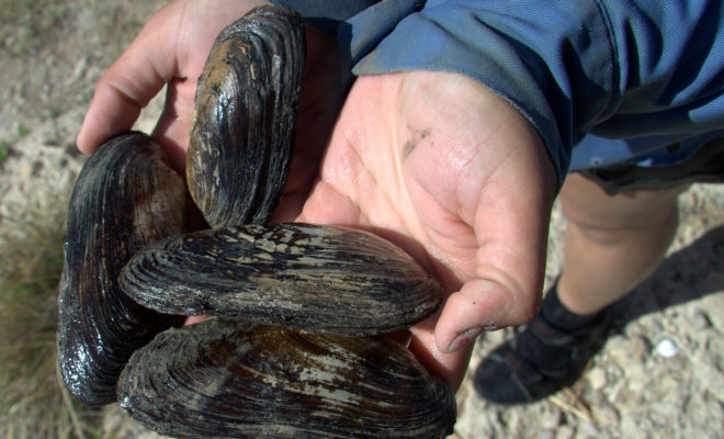 Texas Hornshell Mussel Species Placed on the Endangered List