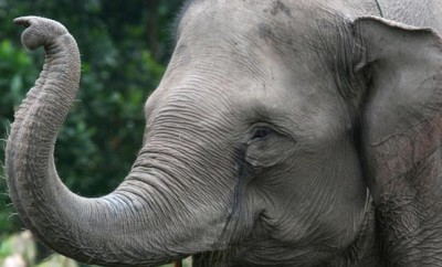 The Biggest Elephant Story in the Hill Country