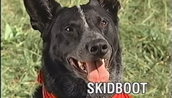 The Amazing Skidboot: The 'World's Smartest Dog