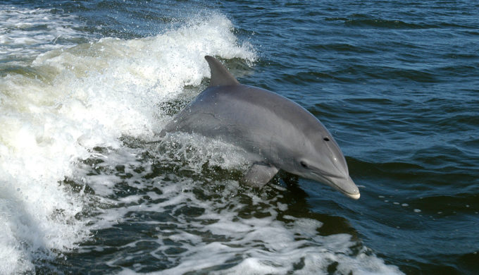 dolphin tours rockport texas