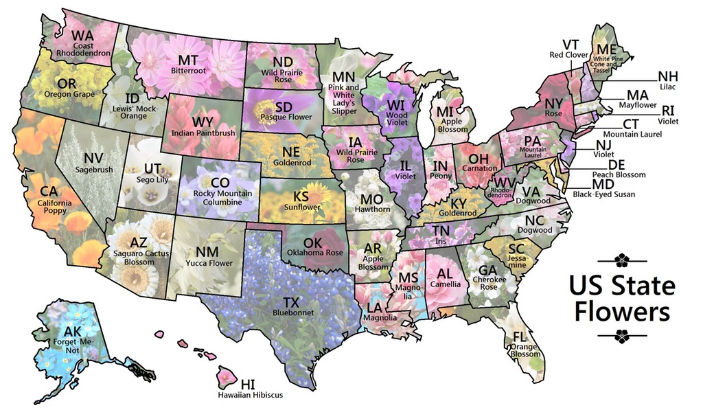 map-shows-every-u-s-state-flower