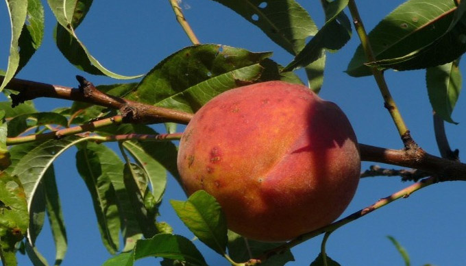 Where to Pick Your Own Texas Hill Country Peaches