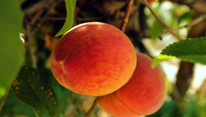 Where to Pick Your Own Texas Hill Country Peaches