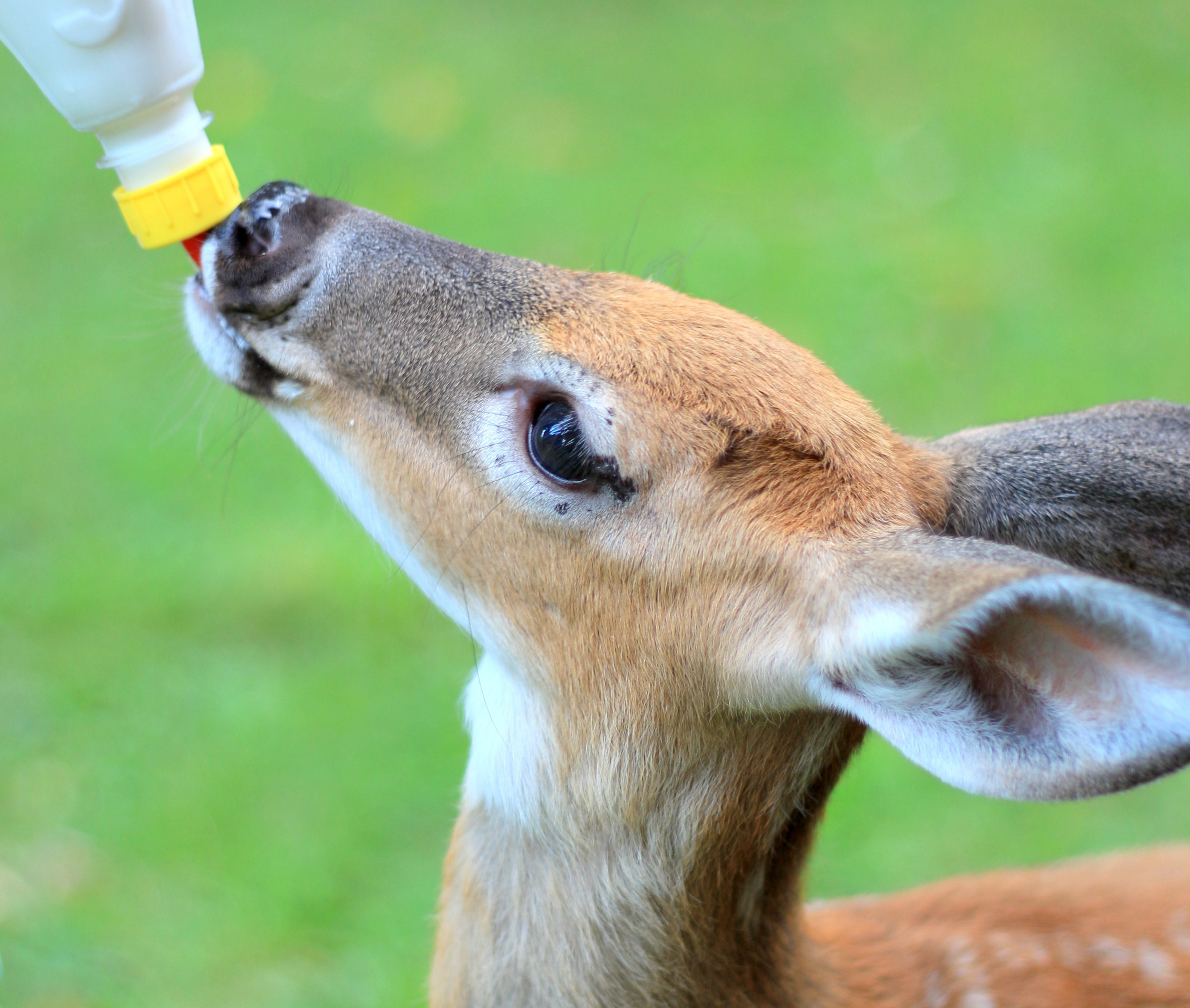 fawns-getting-fed-is-a-dose-of-happiness-on-the-internet-and-we-re