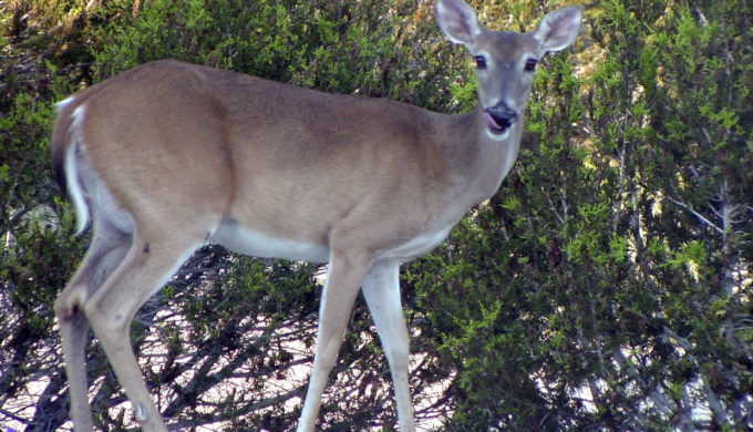 Family’s Pet Deer Shot & Killed In Front of Them