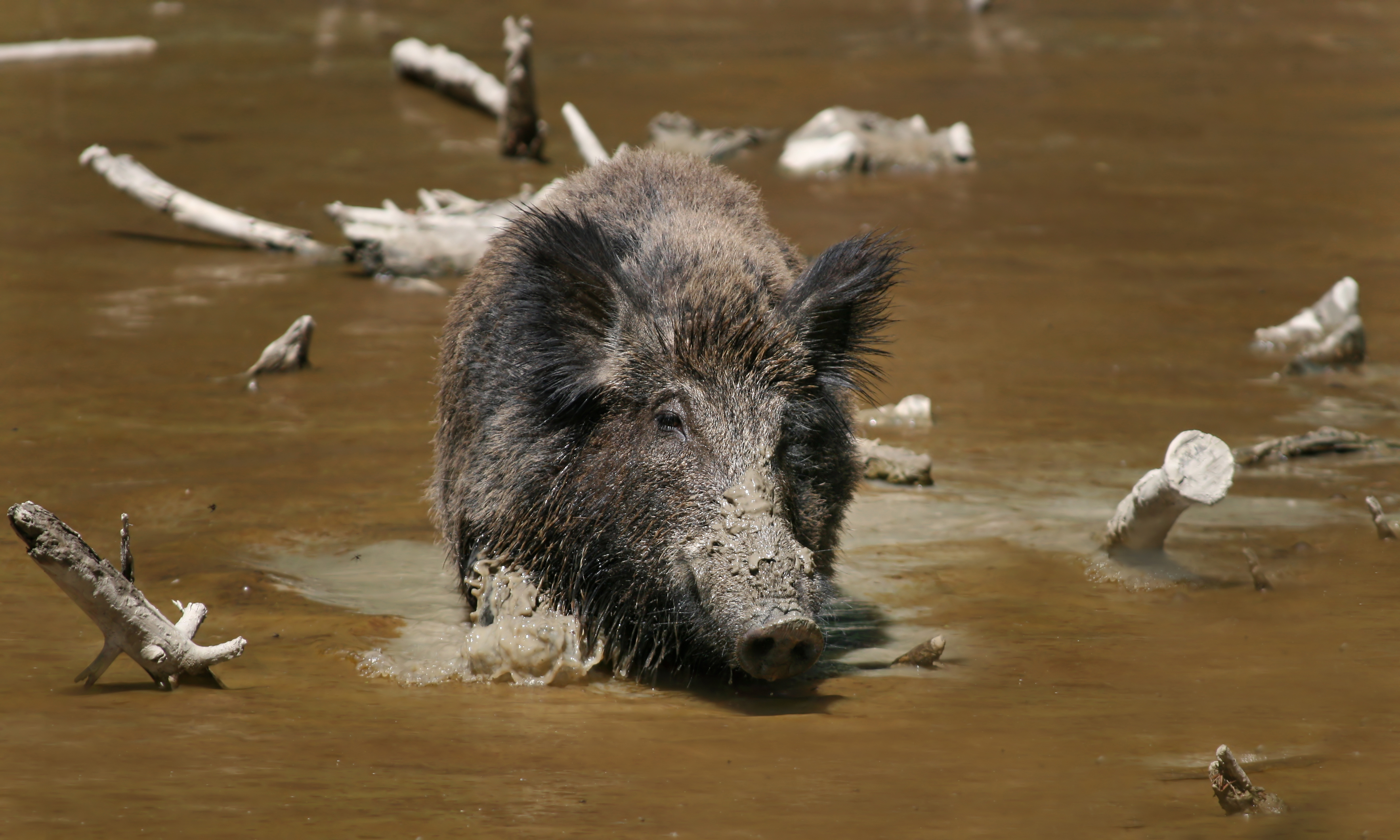 Where Did Texas Feral Hogs Come From? Their Surprising Origins