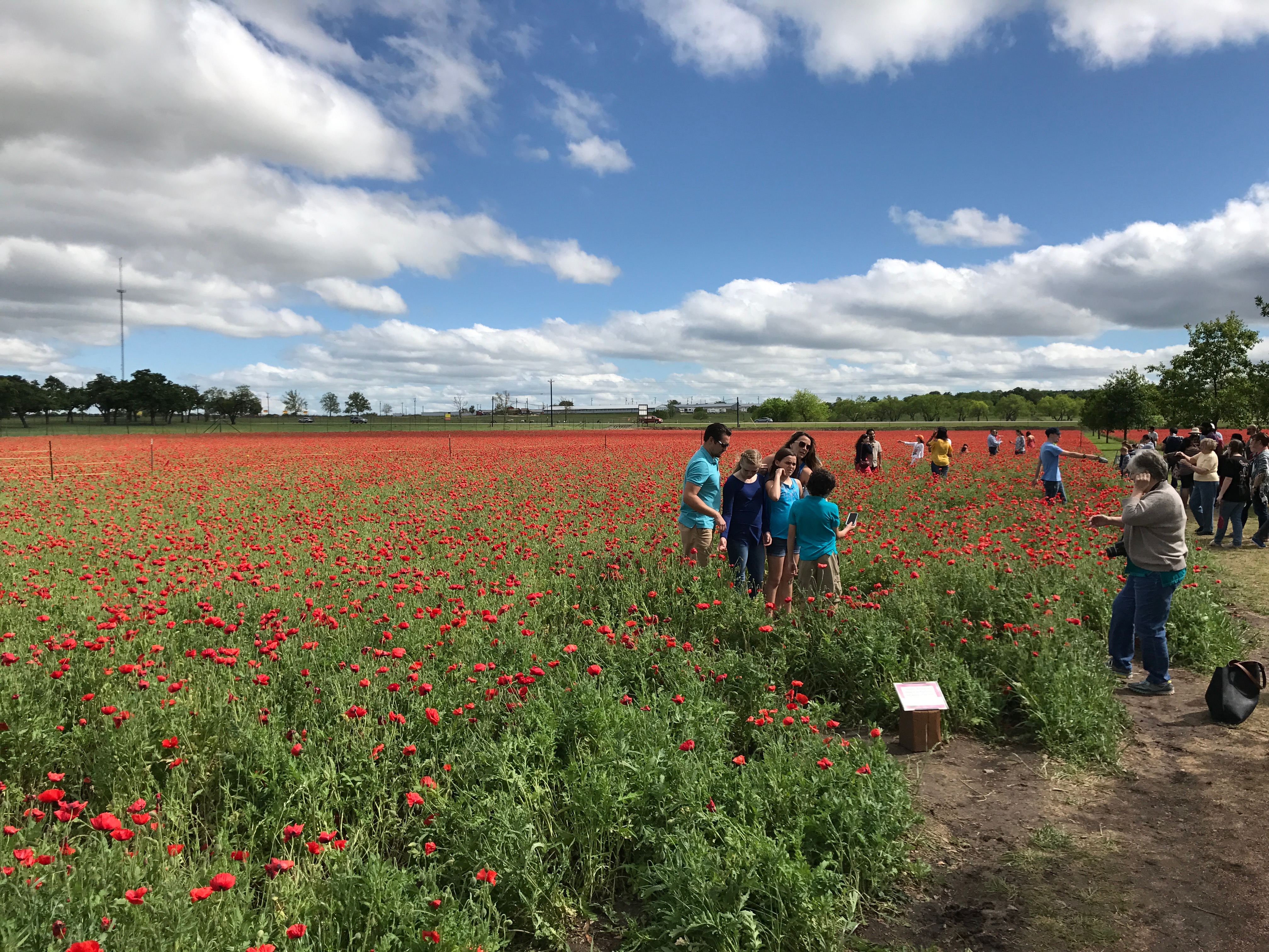 Wine and Wildflowers The Most Relaxing Tour Through the Hill Country